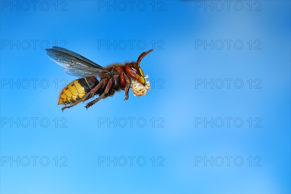 European hornet