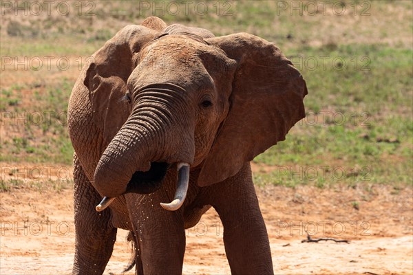 An elephant at the waterhole in the savannah of East Africa, red elephants in Tsavo West National Park, Kenya, Africa