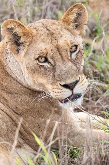 Lioness, animal portrait, Taita Hills Wildlife Sanctuary, Kenya, Africa