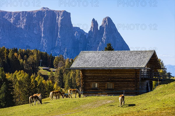 Alpine huts and grazing Haflinger horses