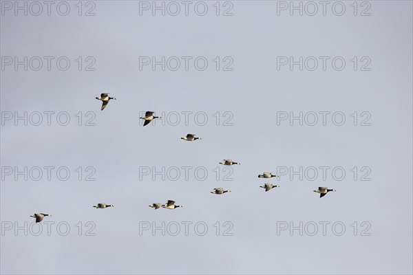 Barnacle goose