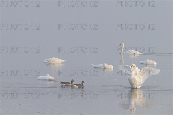 Mute Swan