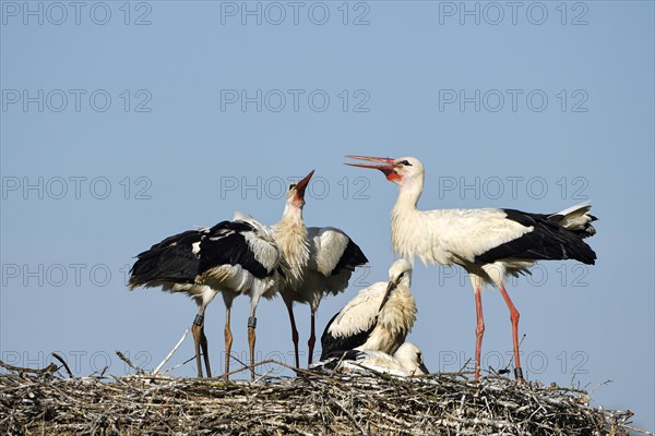 White Stork