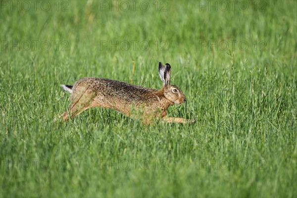 European brown hare