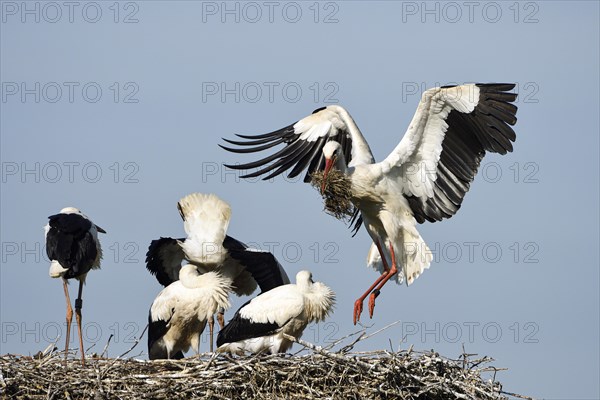 White Stork