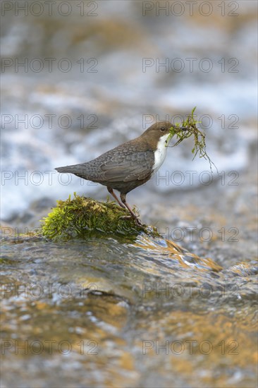 White-throated Dipper