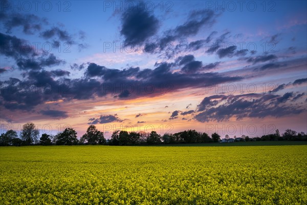 Landscape in spring, a yellow flowering rape field, evening, sunset with orange and red in the clouds in the sky, Baden-Wuerttemberg, Germany, Europe