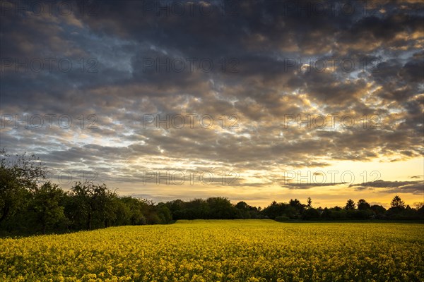 Landscape in spring, a yellow flowering rape field at sunset, Baden-Wuerttemberg, Germany, Europe