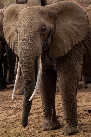 Herd of elephants, red elephants Elephants. In focus a bull in Tsavo National Park, Kenya, East Africa, Africa