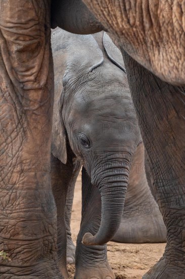 Herd of elephants with a baby elephant between its mothers legs. Cute shot of a calf in Tsavo National Park, Kenya, East Africa, Africa