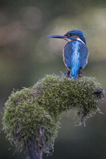 Common kingfisher