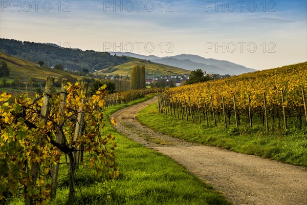 Village and autumn coloured vineyards, sunrise, Pfaffenweiler, near Freiburg im Breisgau, Markgraeflerland, Black Forest, Baden-Wuerttemberg, Germany, Europe