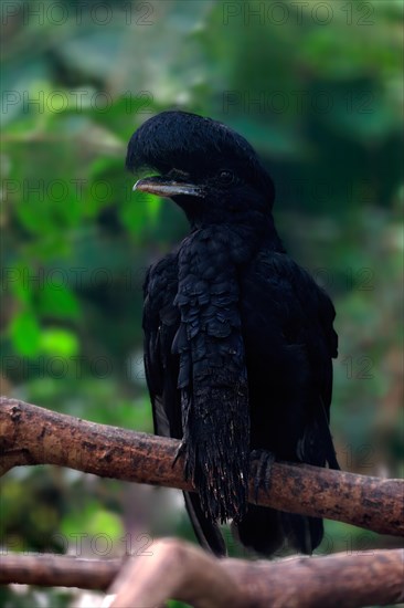 Long-wattled Umbrella Bird