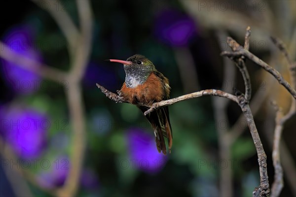 Red-bellied Amazon