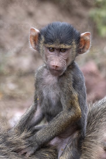 Olive baboon