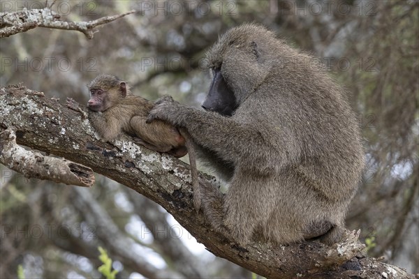 Olive baboon