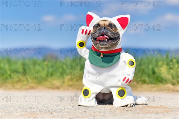 Happy smiling French Bulldog dog dressed up with traditional Japanese so called Maneki Neko winking lucky cat Halloween costume with one fake arm raised