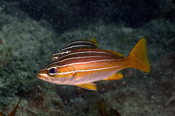 Eight-striped grunt