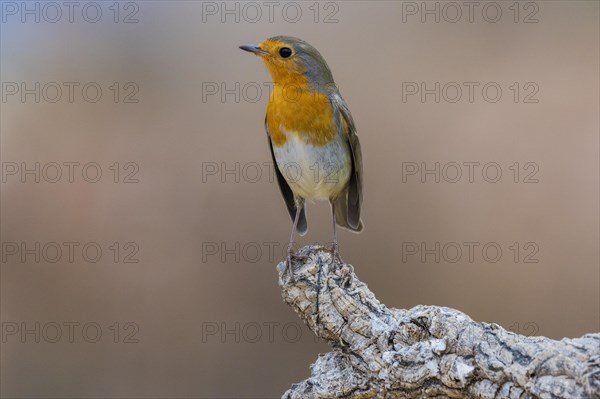 European robin