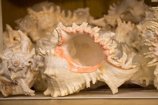 Same type of sea shells collected for decorative purposes