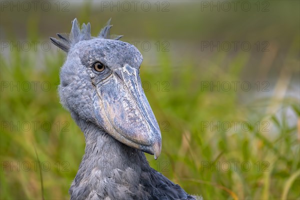 Shoebill