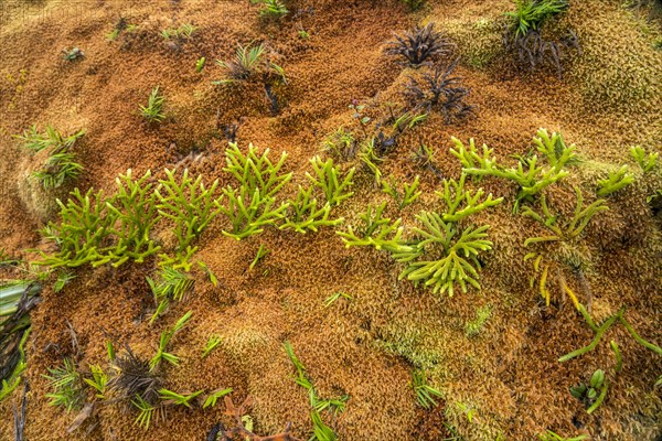 Colourful vegetation at La Soufriere volcano, Basse-Terre, Guadeloupe, France, North America