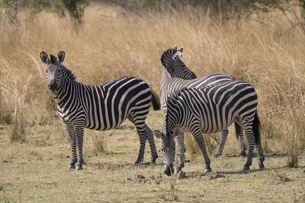 Plains Zebra of the subspecies crawshay's zebra