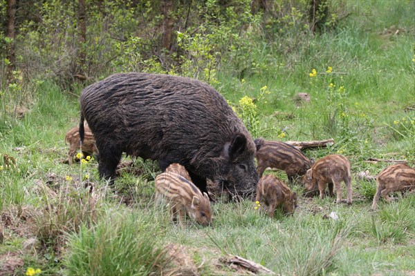 Wild boar