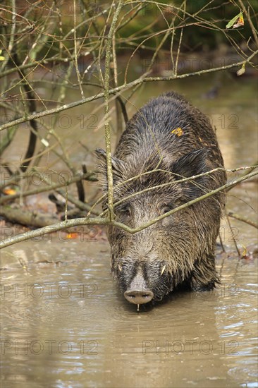 Wild boar