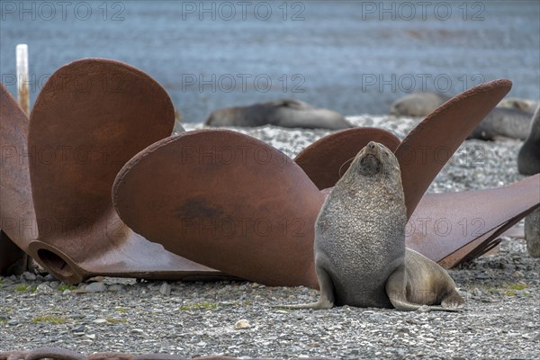 Sea Bears Stromness Bay South Georgia with Whaling Station