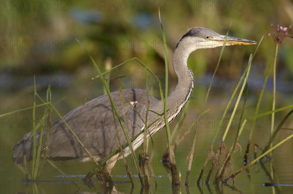 Grey heron