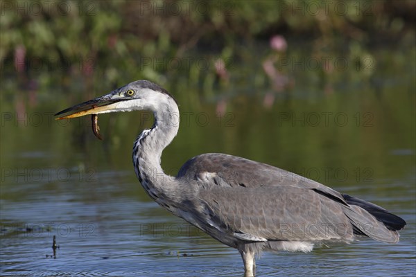 Grey heron