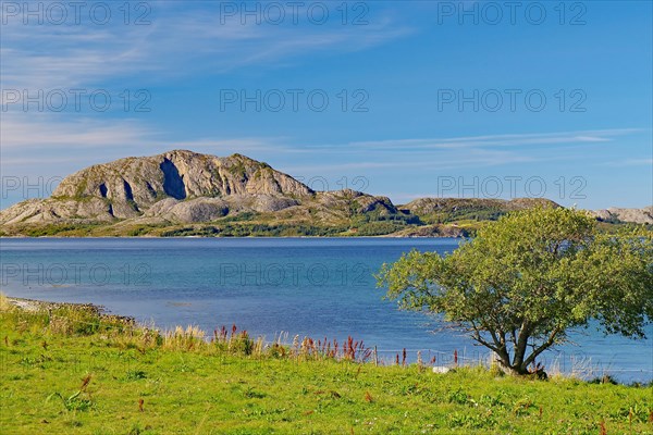 Single tree on the shore of a fjord in front of mountain range, Torghattan, mountain with the hole, Bronnoeysunf, FV 17, Kystriksveien, Nordland, Norway, Europe