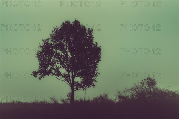 Single tree during the foggy day