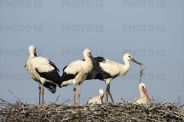 White Stork