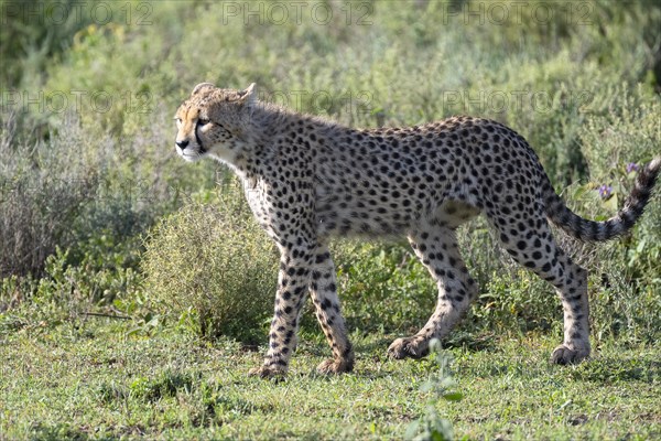 Cheetah