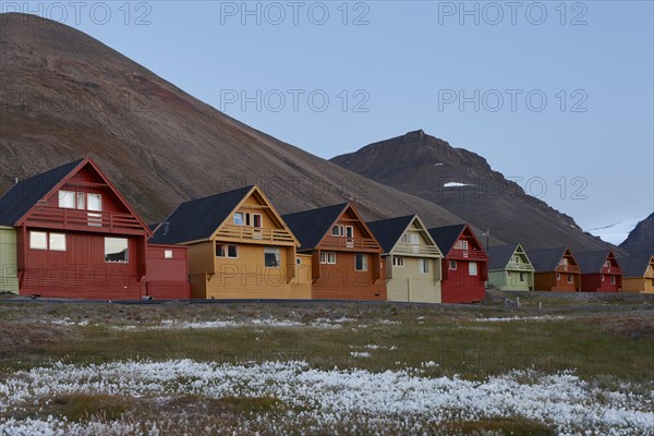 Colourful wooden houses, in front of meadow with white cottongrass