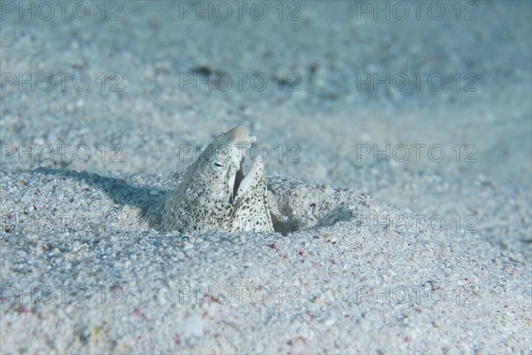 Marbled snake eel