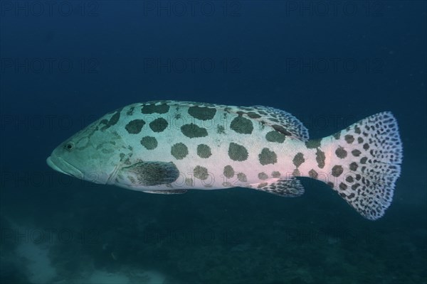 Potato grouper