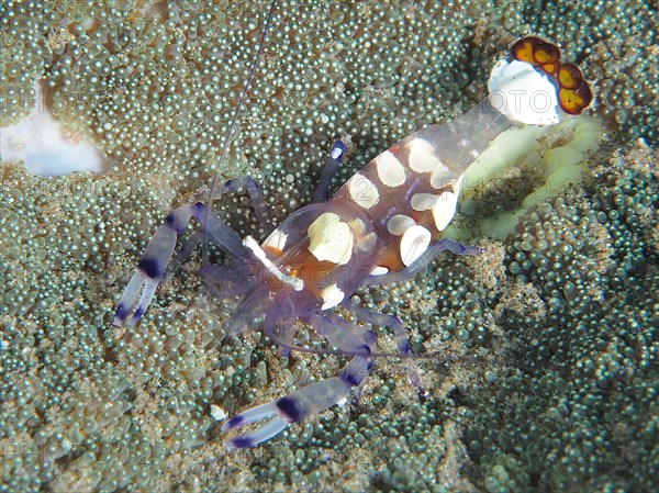 Peacock-eyed anemone shrimp