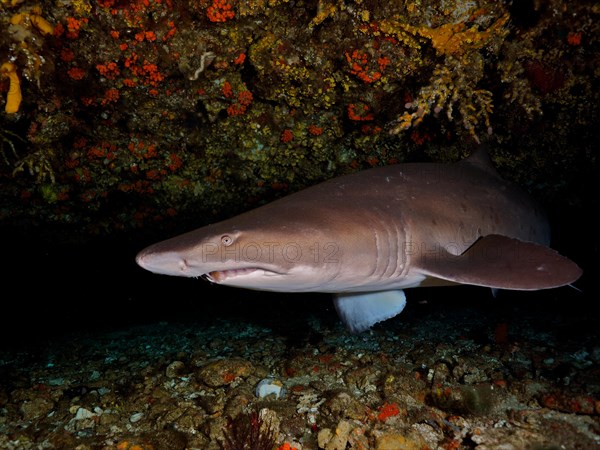 Sand tiger shark