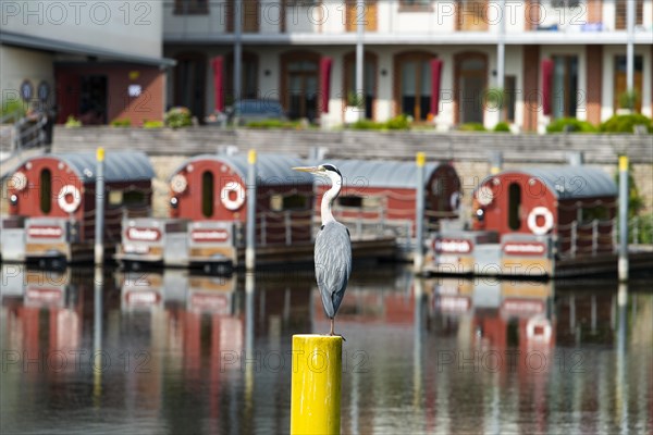 Grey heron