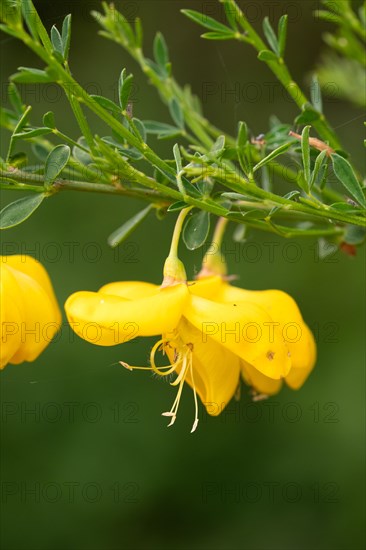 Common broom