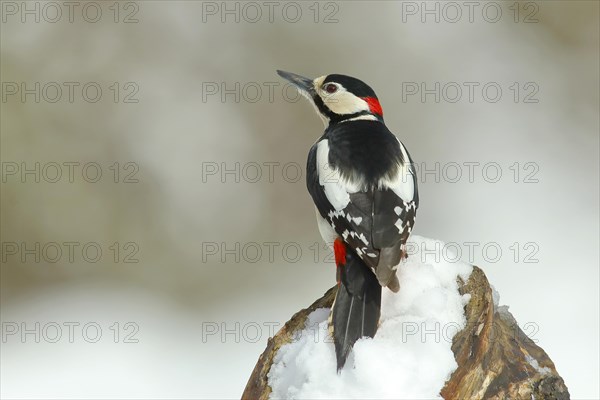 Great spotted woodpecker