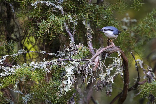 Northern eurasian nuthatch