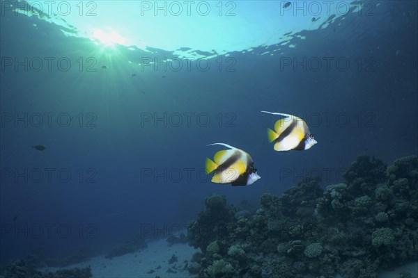 Pair of red sea bannerfish