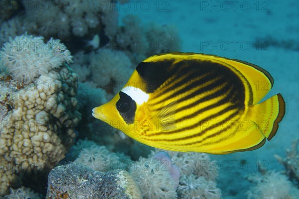 Diagonal butterflyfish