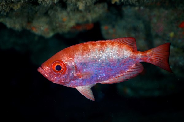 Bigeye glasseye snapper