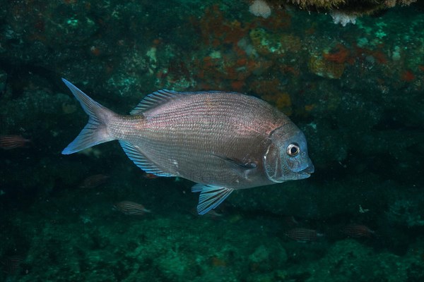 Bronze bream, sea bream