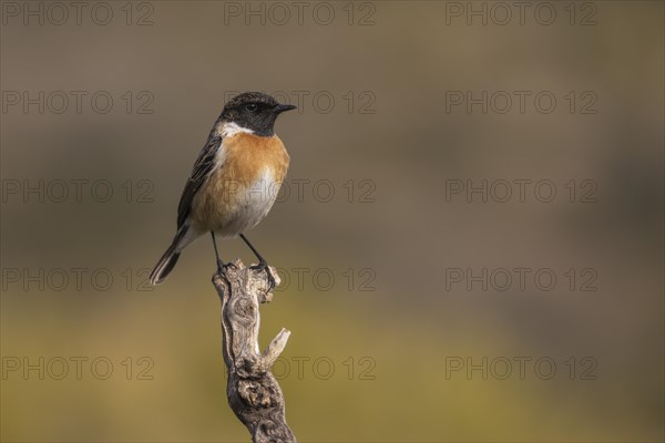 European stonechat